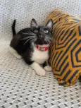 Mia