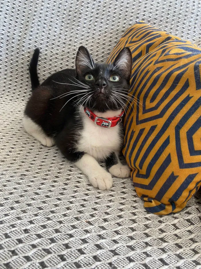 Gato ra a Srd idade 2 a 6 meses nome Mia