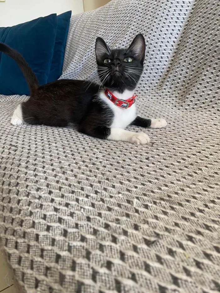 Gato ra a Srd idade 2 a 6 meses nome Mia