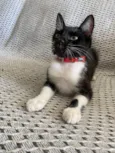 Mia
