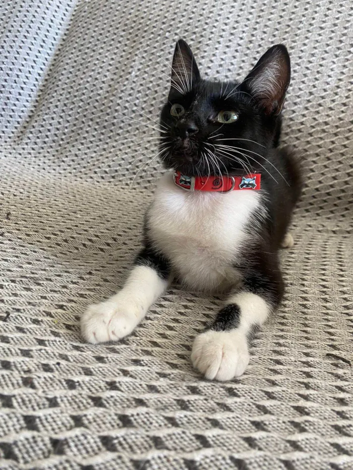 Gato ra a Srd idade 2 a 6 meses nome Mia