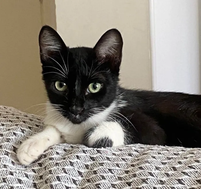 Gato ra a Srd idade 2 a 6 meses nome Mia