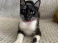 Mia