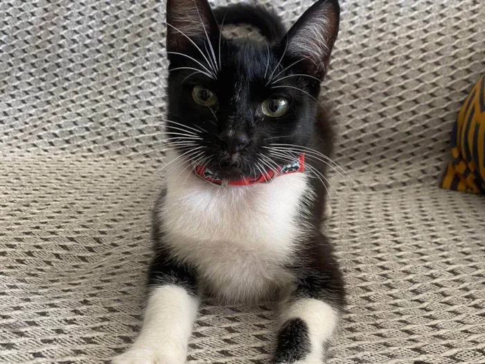 Gato ra a Srd idade 2 a 6 meses nome Mia