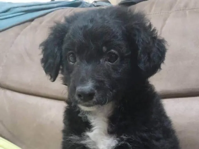 Cachorro ra a SRD-ViraLata idade 2 a 6 meses nome Nicky 