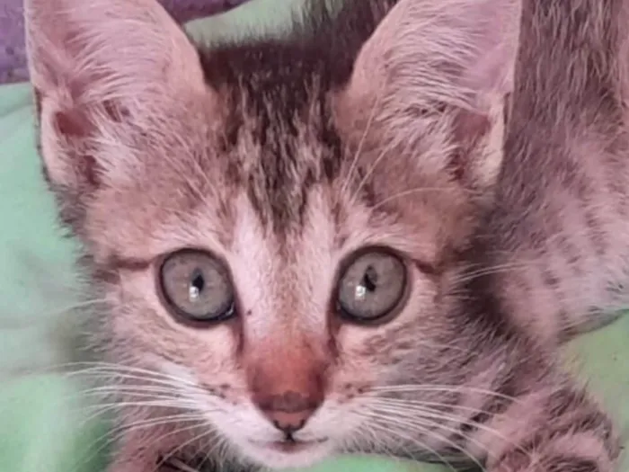 Gato ra a Mestico  idade 2 a 6 meses nome Pingo 