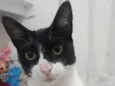 Torradinha, atena e nina