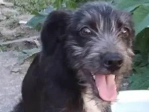 Cachorro raça SRD-ViraLata idade 2 a 6 meses nome Filhotes 4 meses