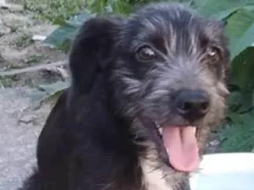 Cachorro ra a SRD-ViraLata idade 2 a 6 meses nome Filhotes 4 meses