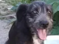 Filhotes 4 meses