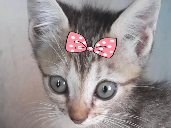 Gato ra a Mestica  idade 2 a 6 meses nome Sissi 