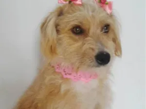 Cachorro raça SRD-ViraLata idade 1 ano nome SARAH (CASTRADA)