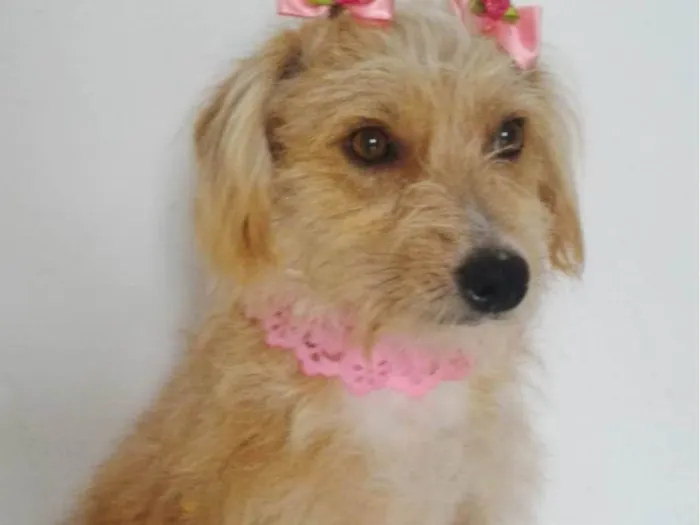 Cachorro ra a SRD-ViraLata idade 1 ano nome SARAH (CASTRADA)