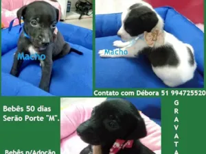 Cachorro raça SRD-ViraLata idade Abaixo de 2 meses nome BEBÊS CANINOS