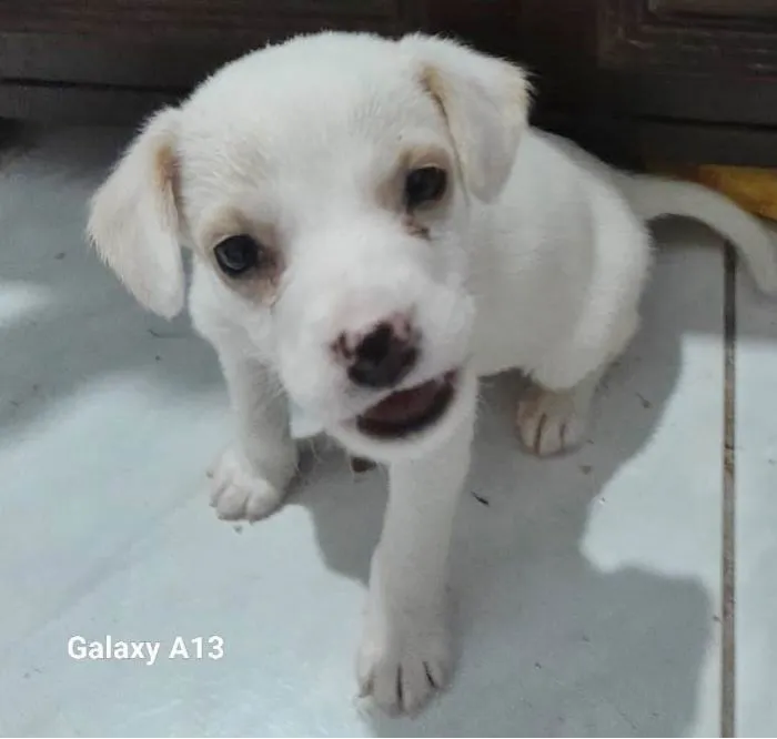Cachorro ra a SRD-ViraLata idade 2 a 6 meses nome TIQUINHO