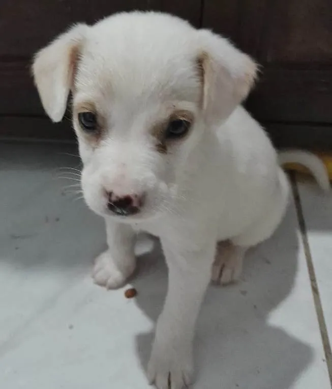 Cachorro ra a SRD-ViraLata idade 2 a 6 meses nome TIQUINHO