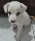 TIQUINHO