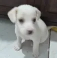 TIQUINHO