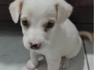 Cachorro raça SRD-ViraLata idade 2 a 6 meses nome TIQUINHO
