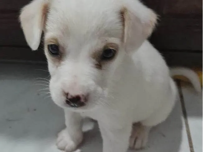 Cachorro ra a SRD-ViraLata idade 2 a 6 meses nome TIQUINHO