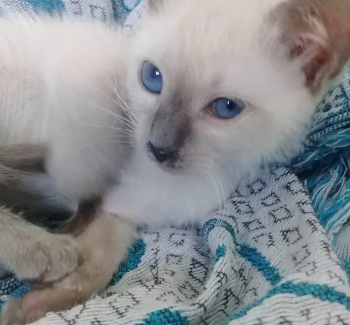 Gato ra a SRD-ViraLata idade 2 a 6 meses nome MONET