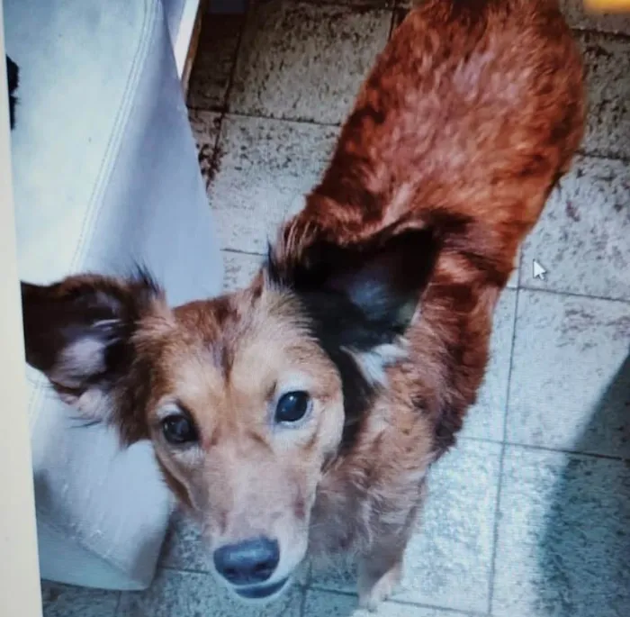 Cachorro ra a SRD-ViraLata idade 1 ano nome MEG (CASTRADA)