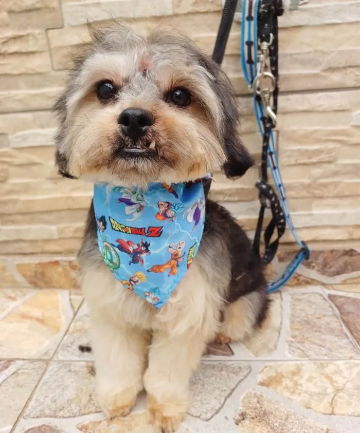 Cachorro ra a YORK SHIRE idade 1 ano nome PICCOLO (YORK)