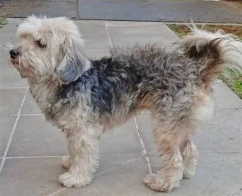 Cachorro ra a POODLE idade 5 anos nome MENINA POODLE ( CASTRADA)