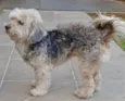 MENINA POODLE ( CASTRADA)