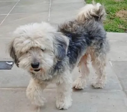 Cachorro ra a POODLE idade 5 anos nome MENINA POODLE ( CASTRADA)