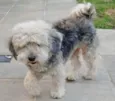 MENINA POODLE ( CASTRADA)