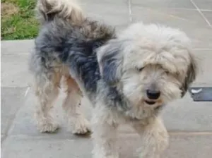 Cachorro raça POODLE idade 5 anos nome MENINA POODLE ( CASTRADA)