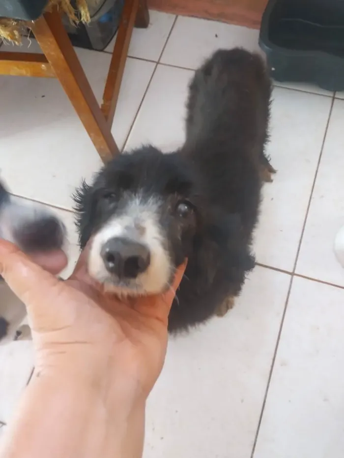 Cachorro ra a SRD-ViraLata idade 6 ou mais anos nome Idosinhos