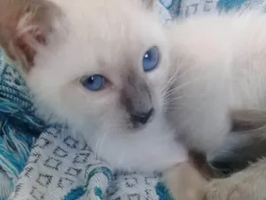 Gato raça SRD-ViraLata idade 2 a 6 meses nome MONET