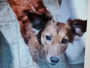 Cachorro raça SRD-ViraLata idade 1 ano nome MEG (CASTRADA)