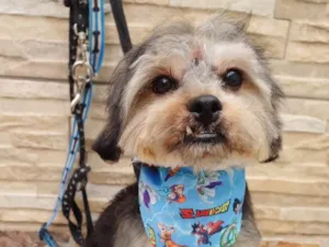 Cachorro raça YORK SHIRE idade 1 ano nome PICCOLO (YORK)