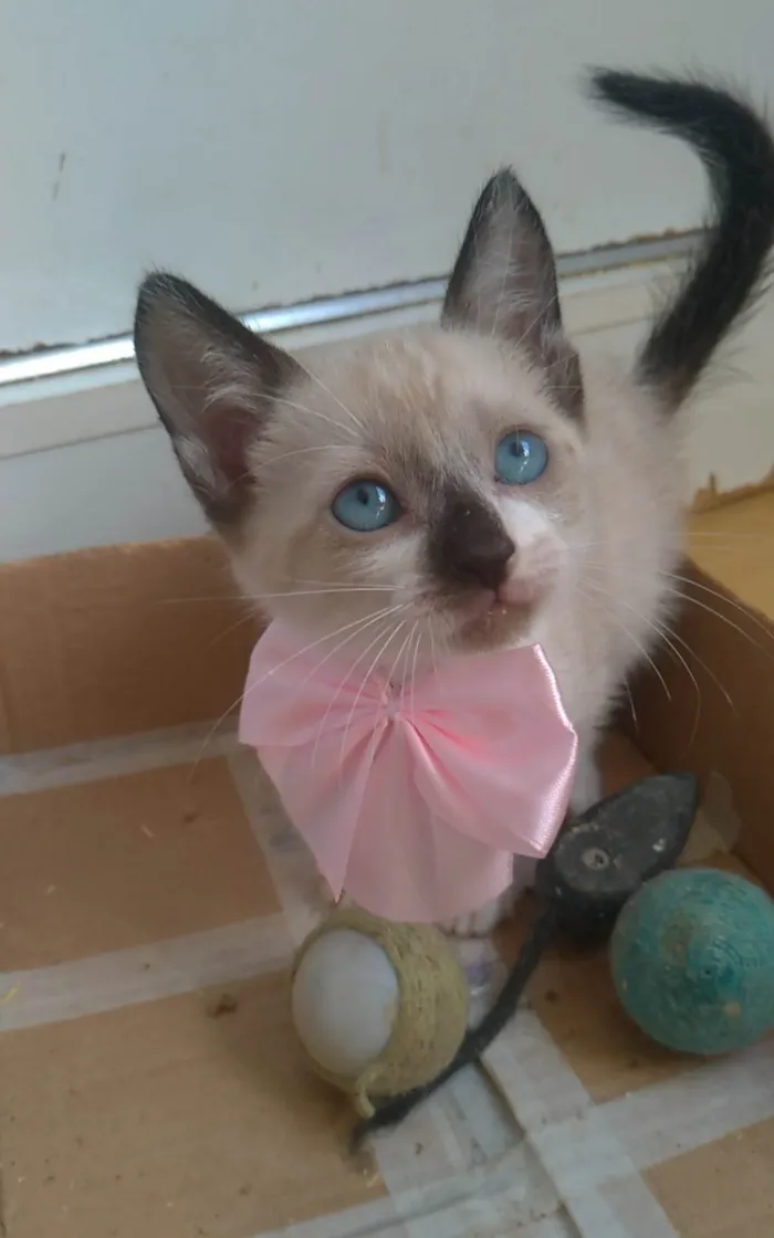 Gato ra a SRD-ViraLata idade 2 a 6 meses nome Jessy