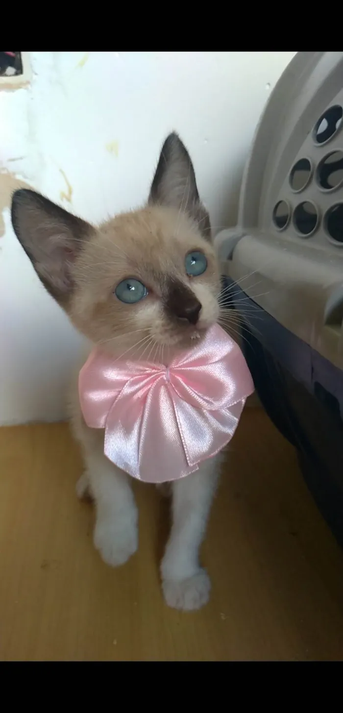Gato ra a SRD-ViraLata idade 2 a 6 meses nome Jessy
