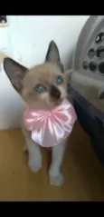 Jessy