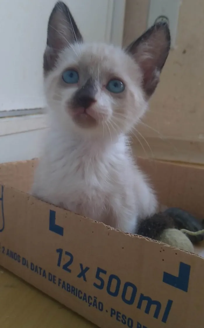 Gato ra a SRD-ViraLata idade 2 a 6 meses nome Jessy