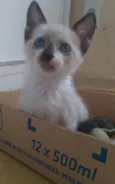 Jessy