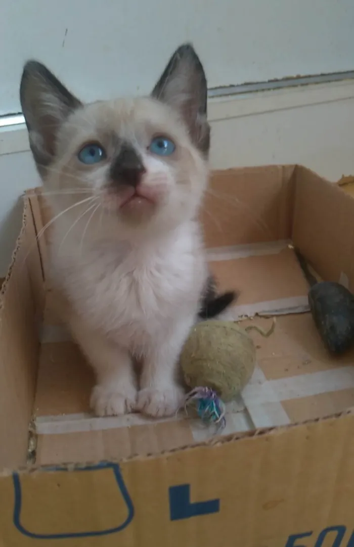 Gato ra a SRD-ViraLata idade 2 a 6 meses nome Jessy