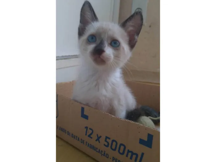 Gato ra a SRD-ViraLata idade 2 a 6 meses nome Jessy