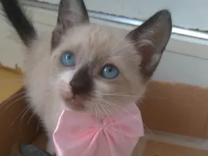 Gato raça SRD-ViraLata idade 2 a 6 meses nome Jessy