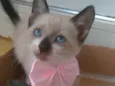 Jessy