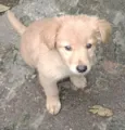 Veludo 