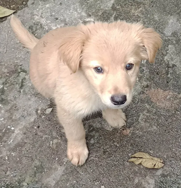 Cachorro ra a SRD-ViraLata idade 2 a 6 meses nome Veludo 