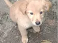 Veludo 
