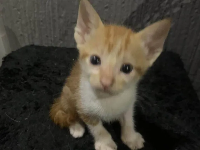 Gato ra a Srd idade 2 a 6 meses nome .......