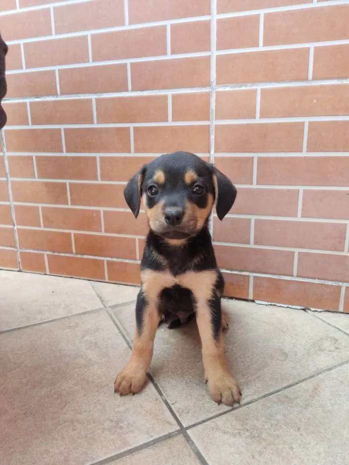 Cachorro ra a Vira lata  idade Abaixo de 2 meses nome Bruce